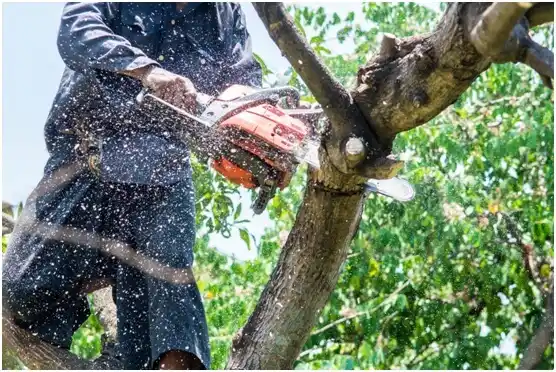 tree services Jasper